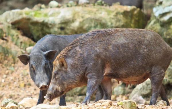 最新调整！野猪等被“除名”