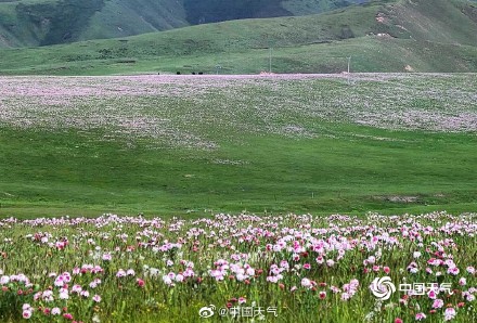 青海草原狼毒花竞相绽放 牛羊漫步其中如诗如画