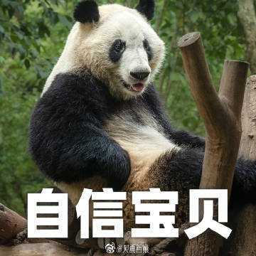 大日子！熊猫界三大顶流今天生日