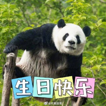 大日子！熊猫界三大顶流今天生日