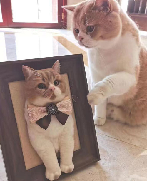 巧手女孩用羊毛毡“复活”宠物 巧手女孩用羊毛毡“复活”宠物