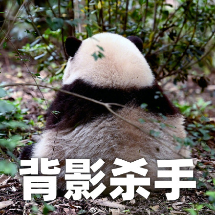 生日快乐！听说今天有三个小熊友过生日