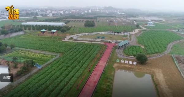 浙江一水塘发现“不明生物”，农场主惊了：头回见！