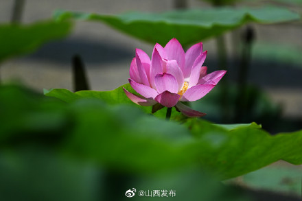 夏日荷塘生机勃发