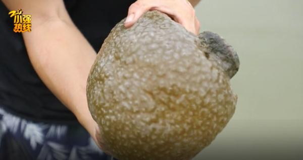 浙江一水塘发现“不明生物”，农场主惊了：头回见！