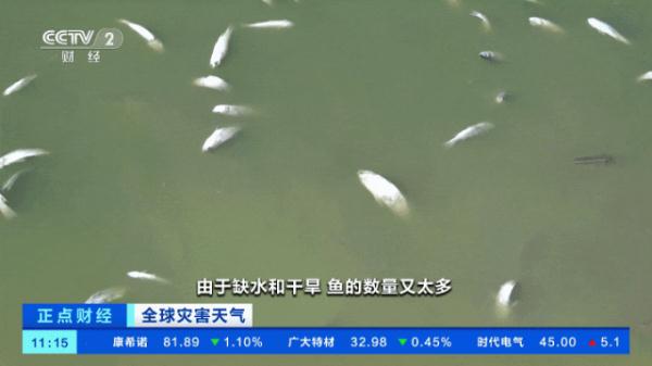 触目惊心！这里，河面漂浮成千上万条死鱼