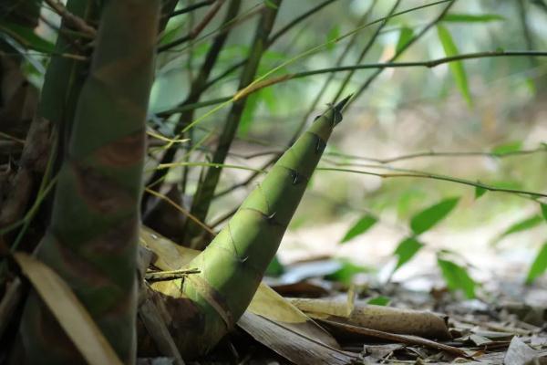 超60亿元大生意!螺蛳粉的“灵魂”竟被广东这个小镇拿捏了 超60亿元大生意!螺蛳粉的“灵魂”竟被广东这个小镇拿捏了