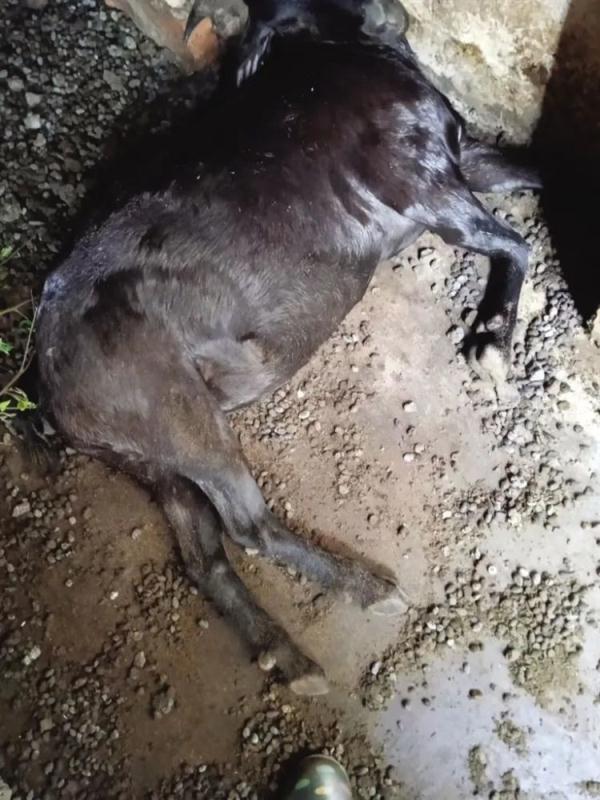 12头牛羊突然蹊跷死亡,村民:它们都去过这个地方 12头牛羊突然蹊跷死亡,村民:它们都去过这个地方