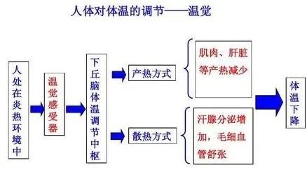 吃雪糕真能消暑？还是“听妈妈的话”，多喝热水？