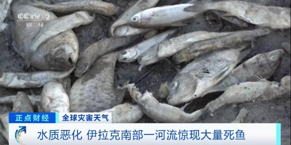 触目惊心！这里，河面漂浮成千上万条死鱼