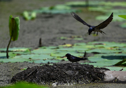 夏日荷塘生机勃发