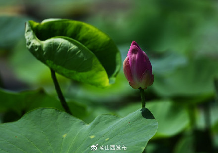 夏日荷塘生机勃发