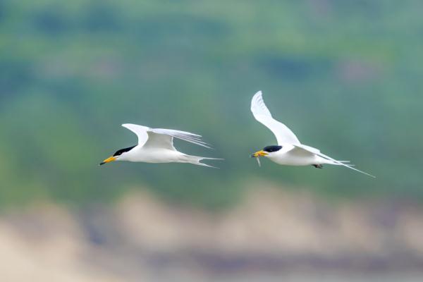 中华凤头燕鸥保护联盟正式成立
