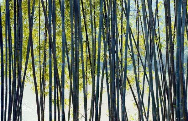 超60亿元大生意!螺蛳粉的“灵魂”竟被广东这个小镇拿捏了 超60亿元大生意!螺蛳粉的“灵魂”竟被广东这个小镇拿捏了