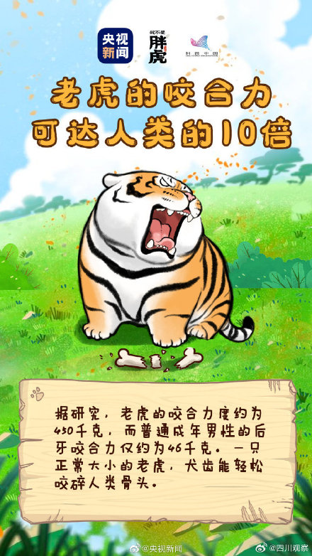 关于老虎还有哪些冷知识? 关于老虎还有哪些冷知识?