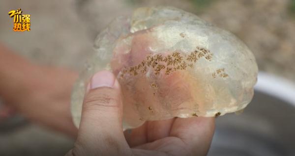 浙江一水塘发现“不明生物”，农场主惊了：头回见！