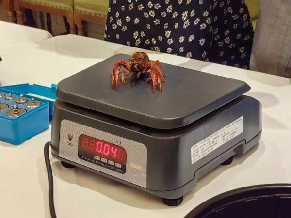 5斤小龙虾烧熟后变3斤？来看实测