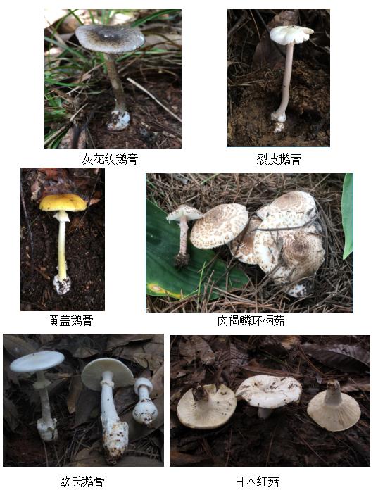 已发现多例!湖北疾控紧急提醒 已发现多例!湖北疾控紧急提醒