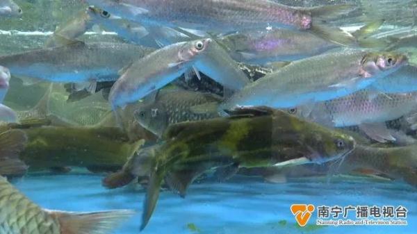 禁渔期结束!新鲜的河鲜价格如何? 禁渔期结束!新鲜的河鲜价格如何?