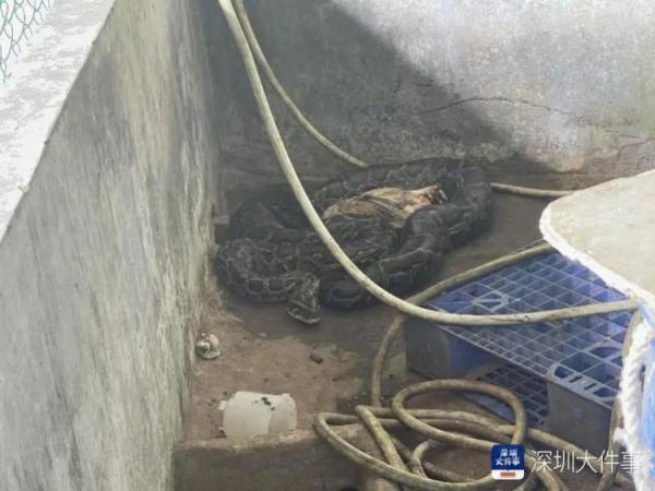 近60斤巨蟒，闯入深圳一居民家中！现场有鸡的尸体……