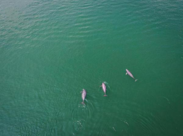 新时代中国调研行·长江篇丨长江干流水质连续三年保持Ⅱ类 新时代中国调研行·长江篇丨长江干流水质连续三年保持Ⅱ类