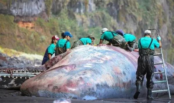 抹香鲸尸体中被发现9.5公斤龙涎香，价值390万元