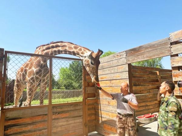 吃西瓜、喝绿豆汤、冲凉……动物避暑花样多