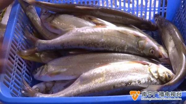 禁渔期结束!新鲜的河鲜价格如何? 禁渔期结束!新鲜的河鲜价格如何?