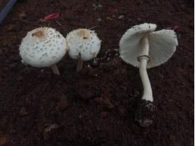 已发现多例!湖北疾控紧急提醒 已发现多例!湖北疾控紧急提醒