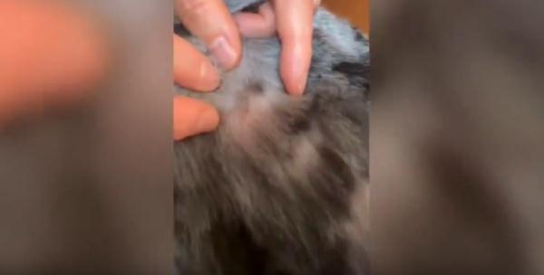 头皮发麻！沪一小区居民36℃恨不得长袖长裤！罪魁祸首是TA→