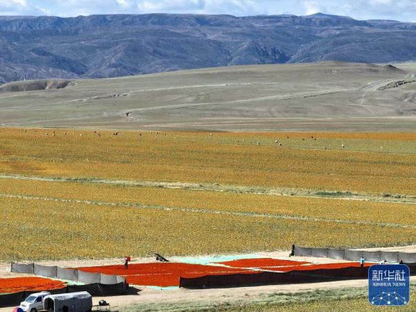 新疆裕民15万多亩红花迎来收获季