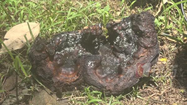 跟脸盆一样大!深圳一小区长满“灵芝”?有人立马摘回家... 跟脸盆一样大!深圳一小区长满“灵芝”?有人立马摘回家...