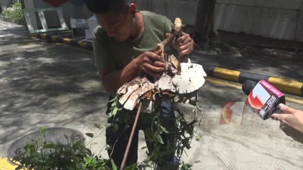 跟脸盆一样大!深圳一小区长满“灵芝”?有人立马摘回家... 跟脸盆一样大!深圳一小区长满“灵芝”?有人立马摘回家...
