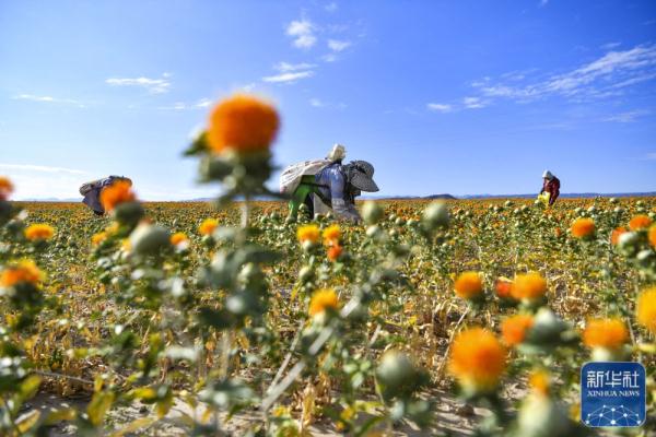 新疆裕民15万多亩红花迎来收获季