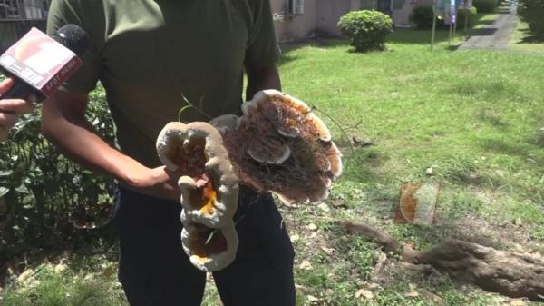 跟脸盆一样大!深圳一小区长满“灵芝”?有人立马摘回家... 跟脸盆一样大!深圳一小区长满“灵芝”?有人立马摘回家...