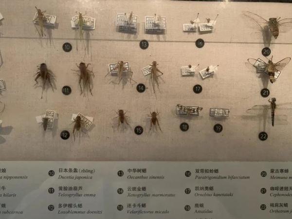 小暑已至，黄梅将退，伏天预警！夏花开，蟋蟀鸣，解暑的食物有哪些？