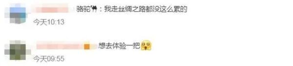暑期来临，敦煌又双叒叕“堵骆驼”了