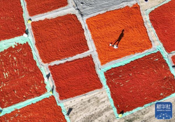 新疆裕民15万多亩红花迎来收获季