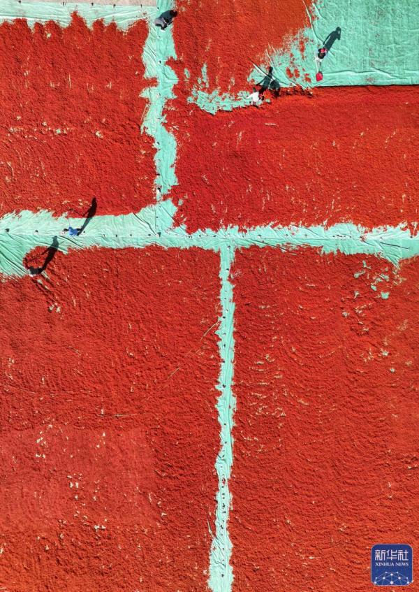 新疆裕民15万多亩红花迎来收获季