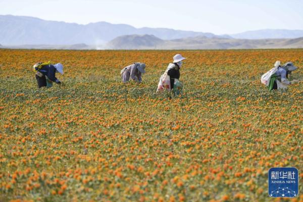 新疆裕民15万多亩红花迎来收获季