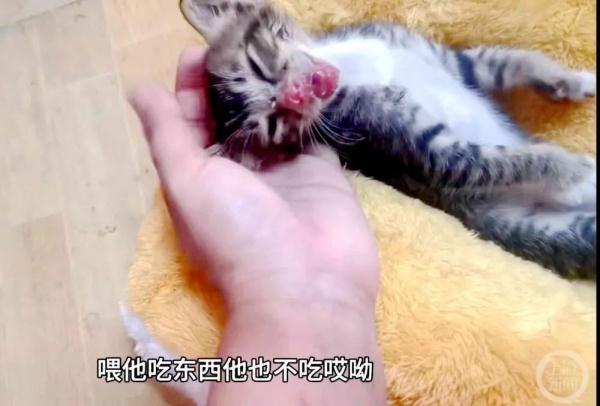 女子救下被泼开水猫崽，当事人、事发餐厅及相邻餐厅均被网暴