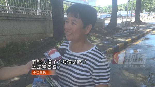 跟脸盆一样大!深圳一小区长满“灵芝”?有人立马摘回家... 跟脸盆一样大!深圳一小区长满“灵芝”?有人立马摘回家...