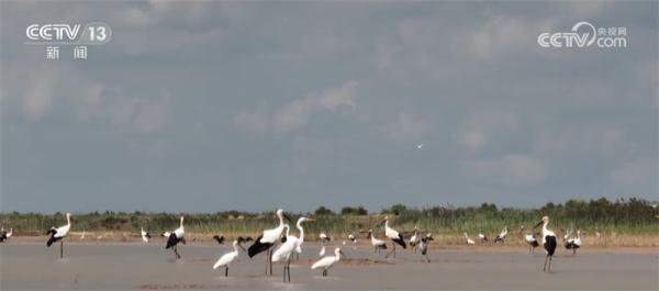 生态补水工作结束 黄河三角洲自然保护区湿地生态修复成效显著 生态补水工作结束 黄河三角洲自然保护区湿地生态修复成效显著