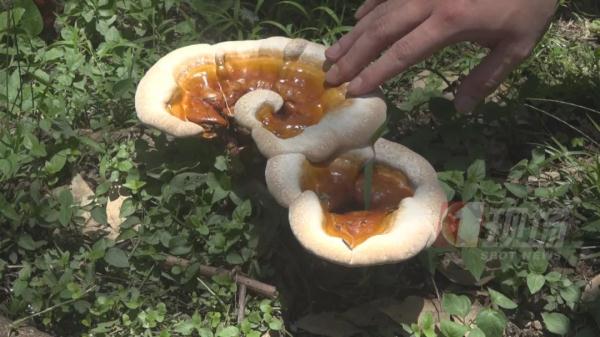 跟脸盆一样大!深圳一小区长满“灵芝”?有人立马摘回家... 跟脸盆一样大!深圳一小区长满“灵芝”?有人立马摘回家...