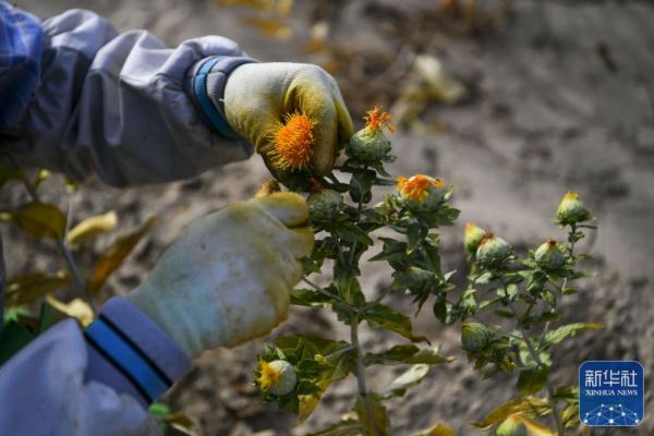 新疆裕民15万多亩红花迎来收获季