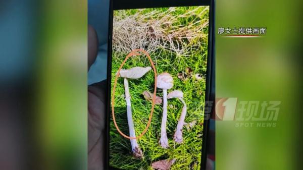 跟脸盆一样大!深圳一小区长满“灵芝”?有人立马摘回家... 跟脸盆一样大!深圳一小区长满“灵芝”?有人立马摘回家...