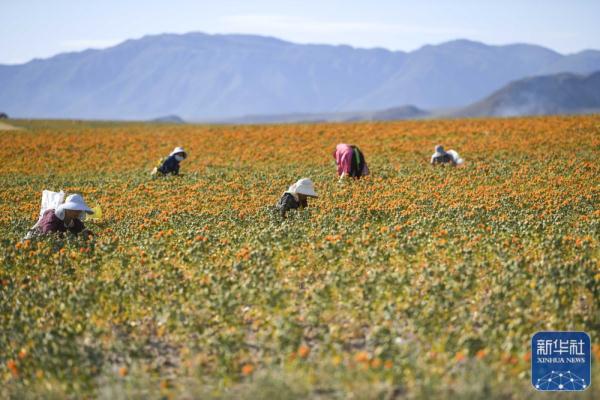 新疆裕民15万多亩红花迎来收获季