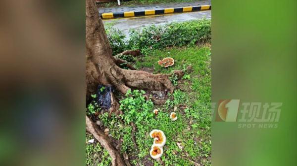 跟脸盆一样大!深圳一小区长满“灵芝”?有人立马摘回家... 跟脸盆一样大!深圳一小区长满“灵芝”?有人立马摘回家...