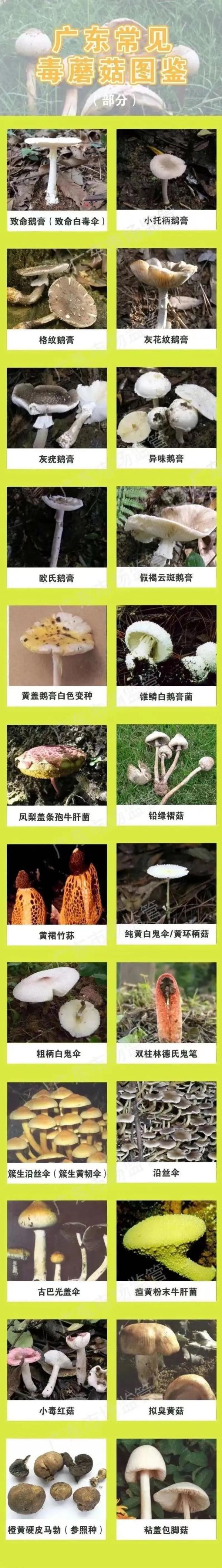 跟脸盆一样大!深圳一小区长满“灵芝”?有人立马摘回家... 跟脸盆一样大!深圳一小区长满“灵芝”?有人立马摘回家...
