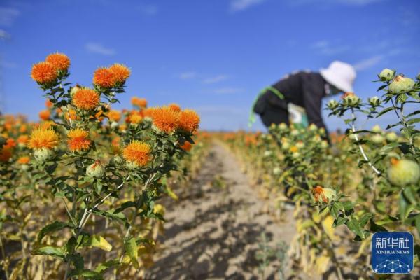 新疆裕民15万多亩红花迎来收获季
